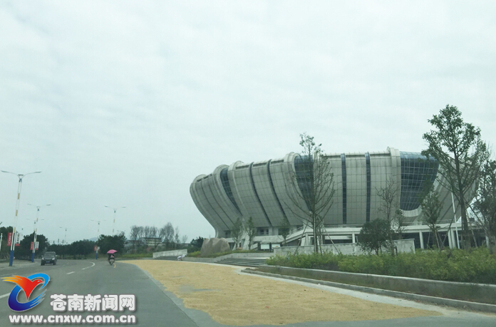 霸道晒谷 - 苍南新闻网