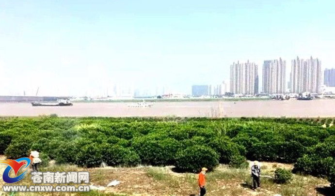 苍南县有多少人口(3)