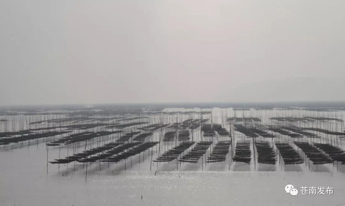 见证历史渔村向滨海特色小镇蝶变