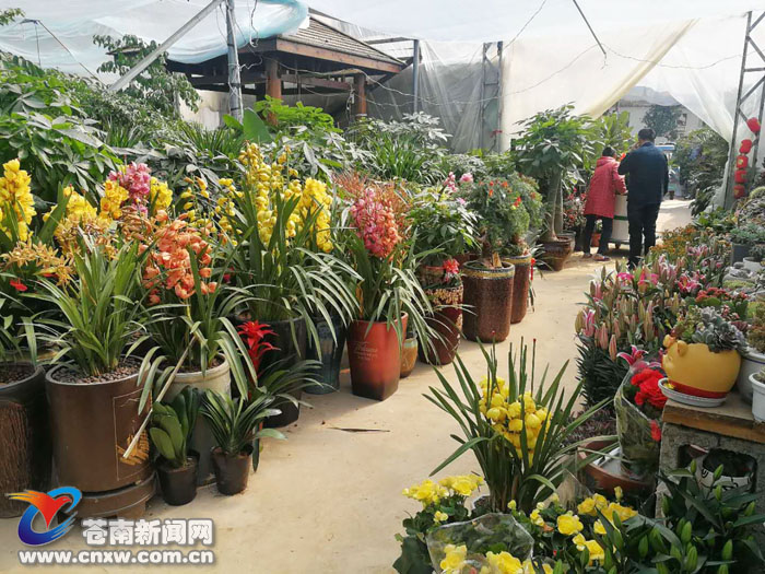 花卉市场春意浓