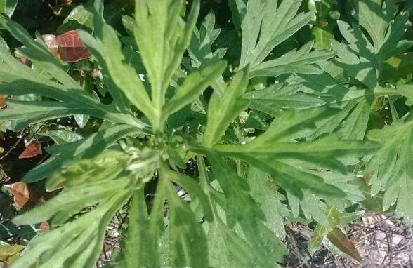 茵陈的传说