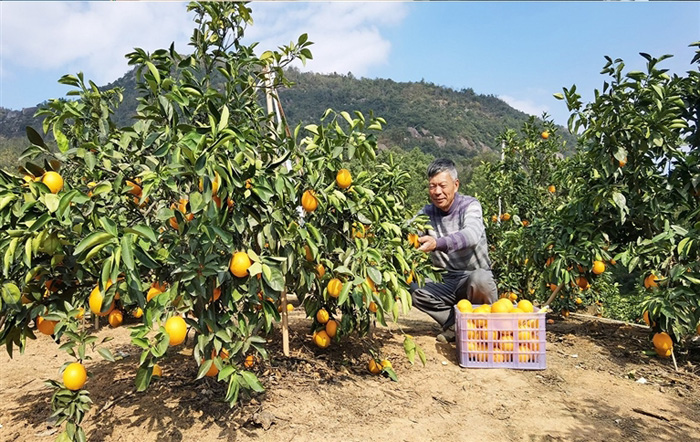 脐橙采摘正当时