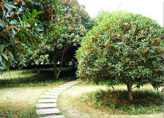 枫荷桂树木图片图片