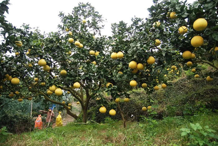 一路甜蜜一路景 在苍南,不能错过的冬日采摘之旅
