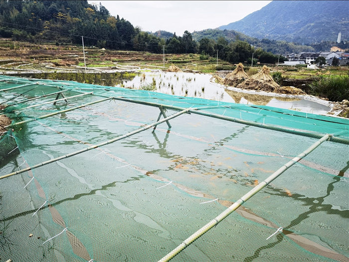 稻鱼共生种养双赢 - 苍南新闻网