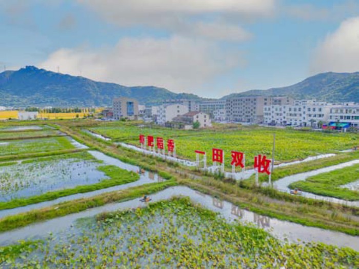 稻虾共养有前景