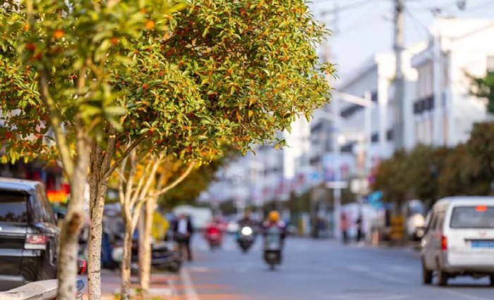 桂香四溢秋意浓