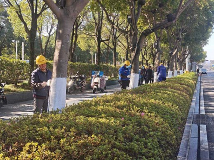 树木“披甲”迎冬