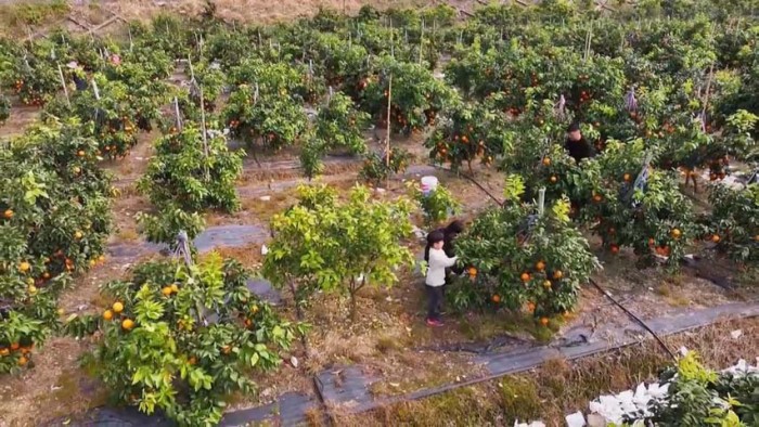 冬令水果采摘热