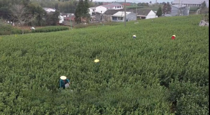 ��ɽͷ����ţ�硱�������� ��ҶƷ�ʿڱ�˫����