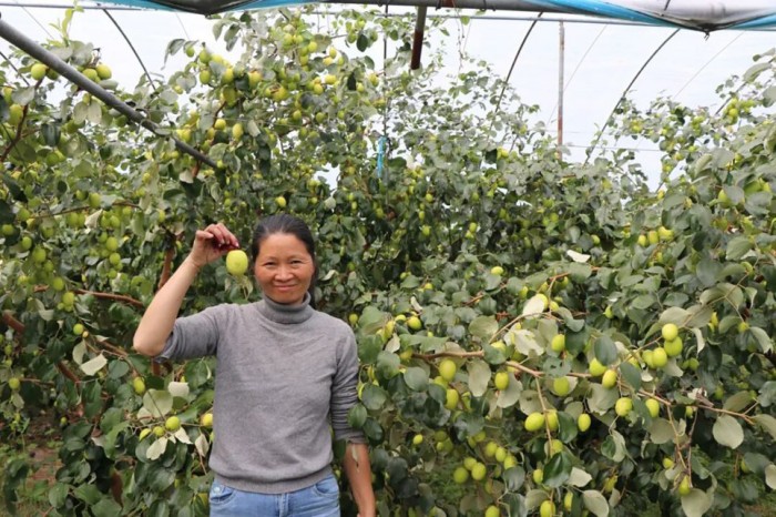 ƻ�������