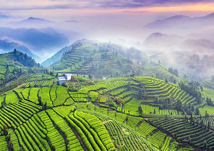 春日茶园满坡绿