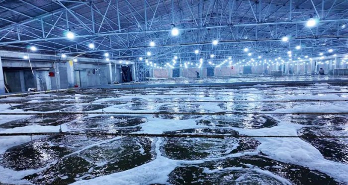 2亿多尾大黄鱼苗将下海“安家”