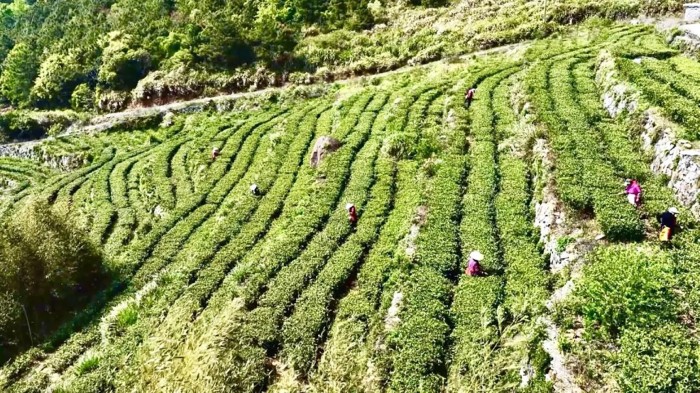 �������æ